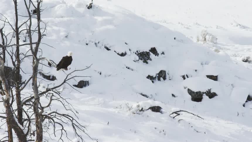 An eagle perched on a tree branch