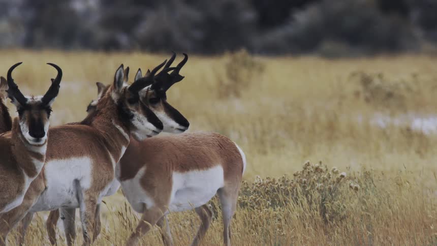 Group of antelopes on a snowy plain