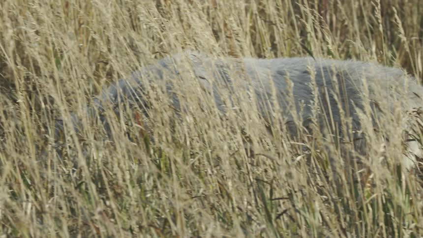 Wolf walking through tall, dry grass