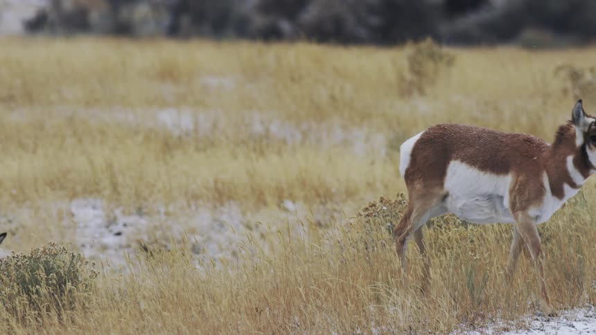 Pronghorn walk through a grassy plain