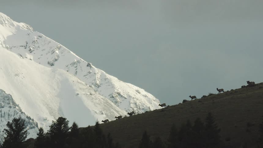 Elk run down a mountain ridge