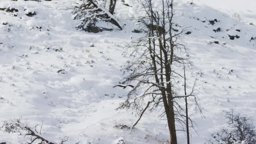 An eagle flies over a snow covered plain and lands on a branch