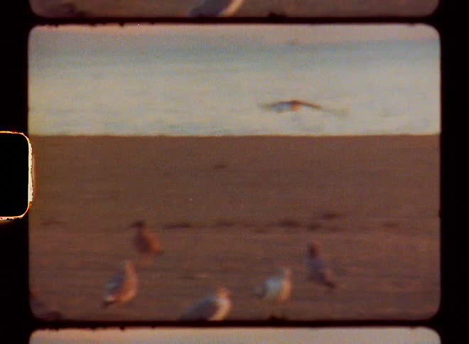 Birds in the sand and flying along the beach with the red sky