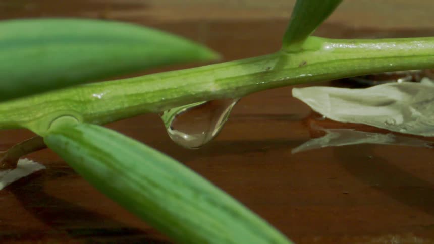 Water drips from the plant stalk