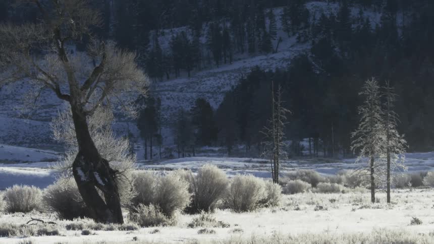 Yellowstone landscape in winter