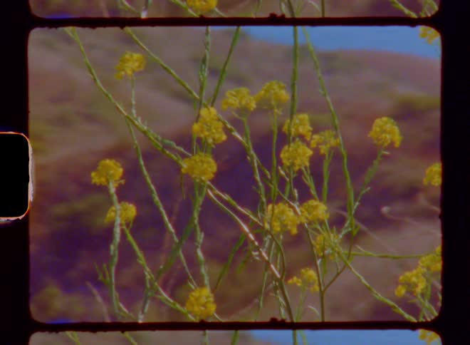 Wind blows the flowers
