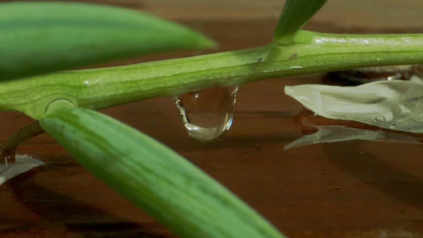 A droplet hangs from a green stem