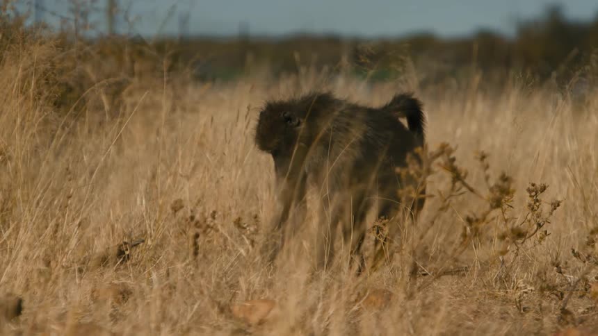 A baboon on a grassy field eats