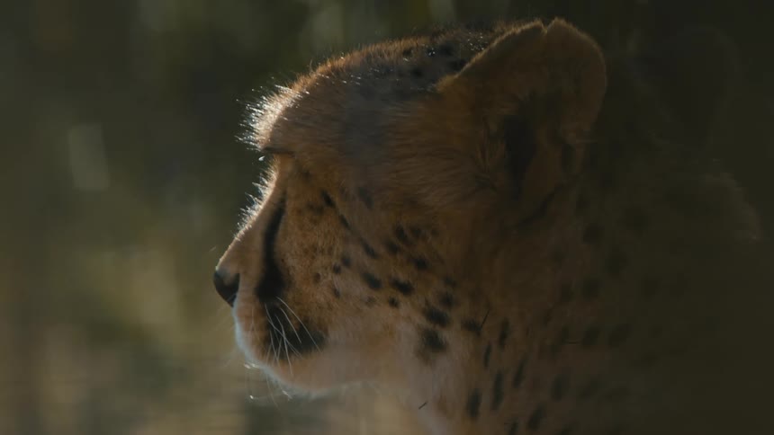 Static cheetah looking coldly in the jungle