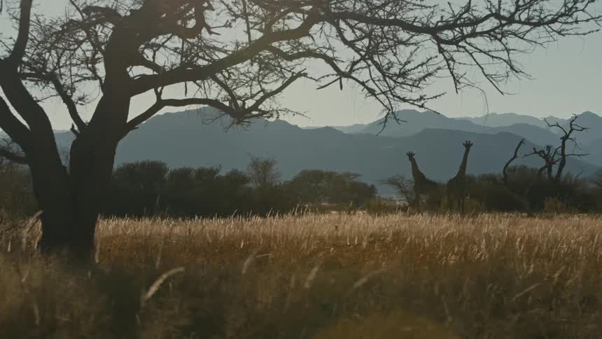 Two giraffe are standing in the distance