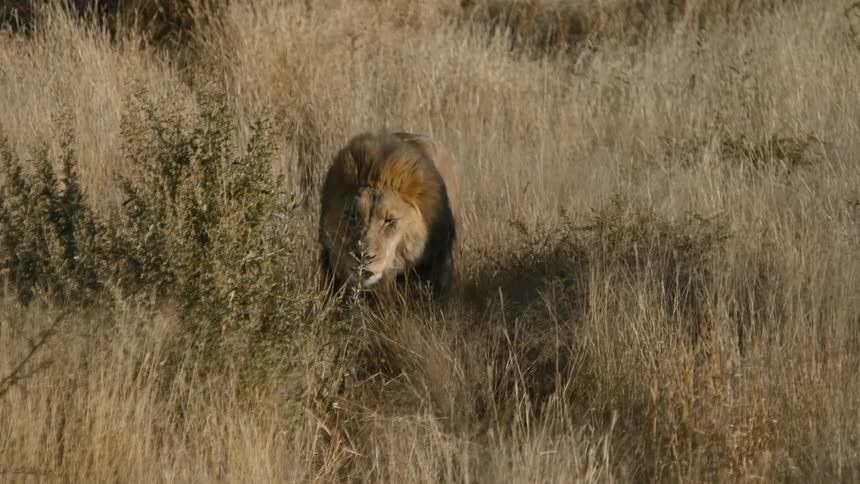 A lion walks across a grassland