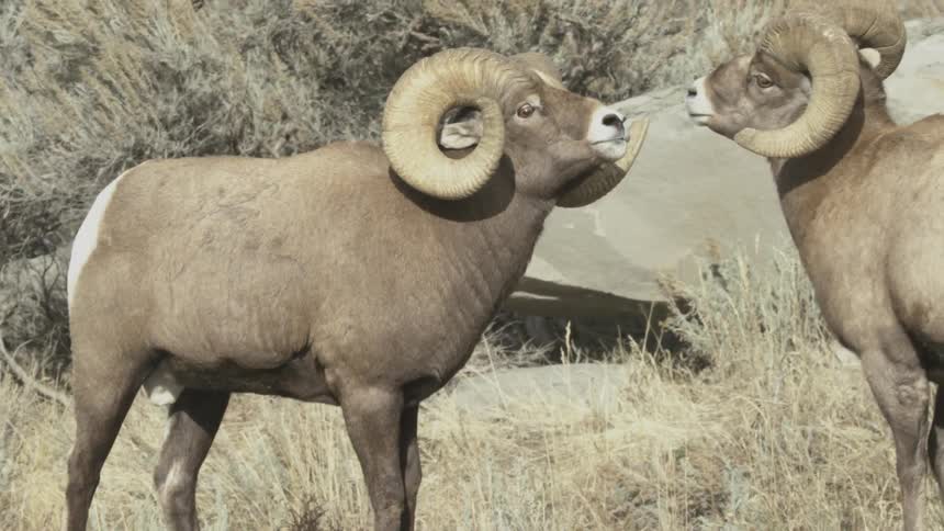 Two rams face off together