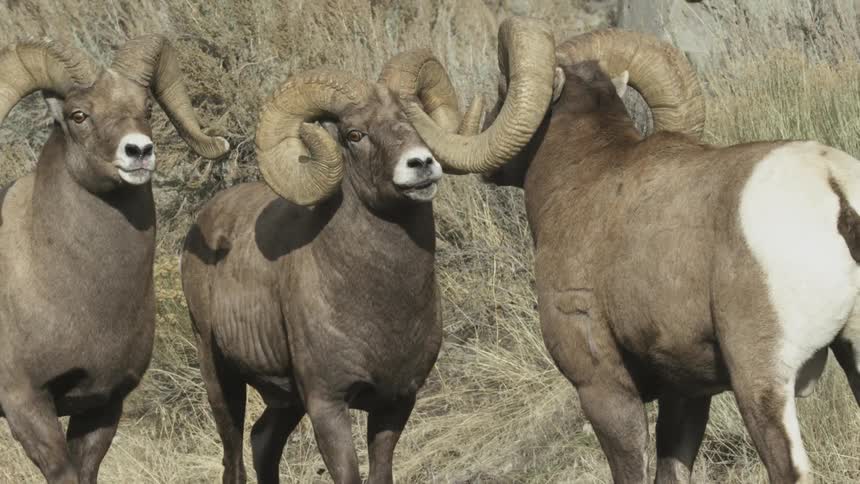 Two rams walk up on another ram