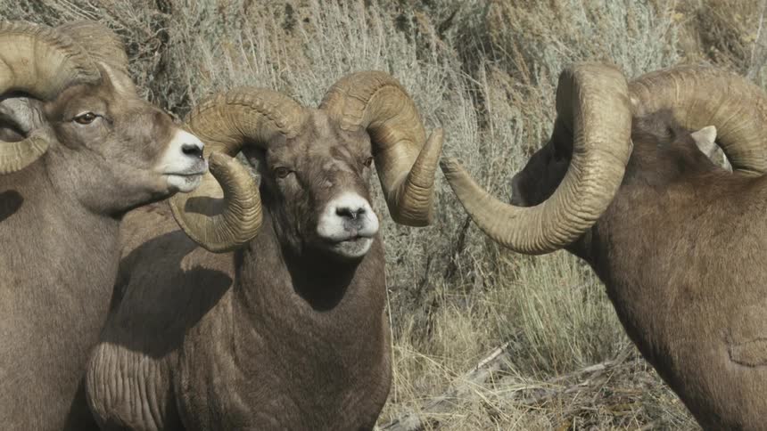 Three wild rams with huge horns standing next to each other