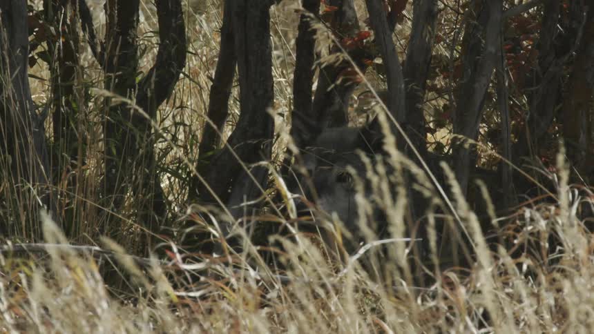 A wolf lying under a small tree in a field