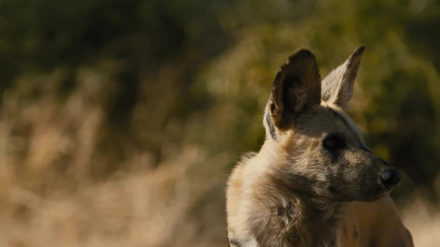 A wild dog on a savannah checking its surroundings
