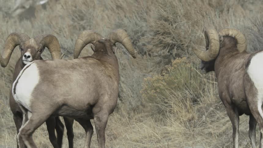 Rams bumping into each other in nature