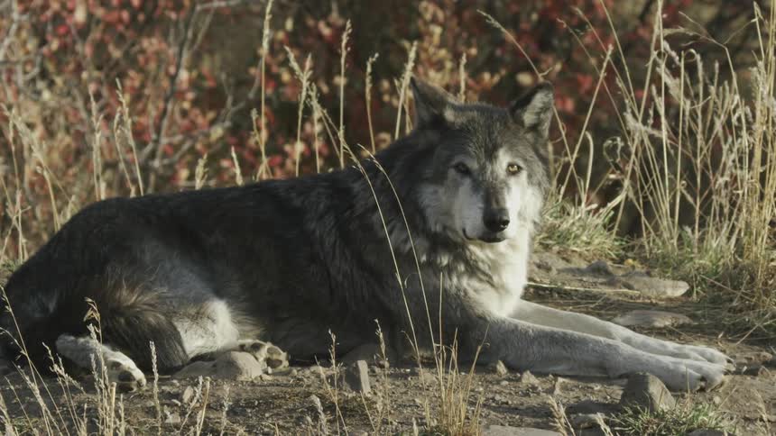 A wolf relaxes on flat ground