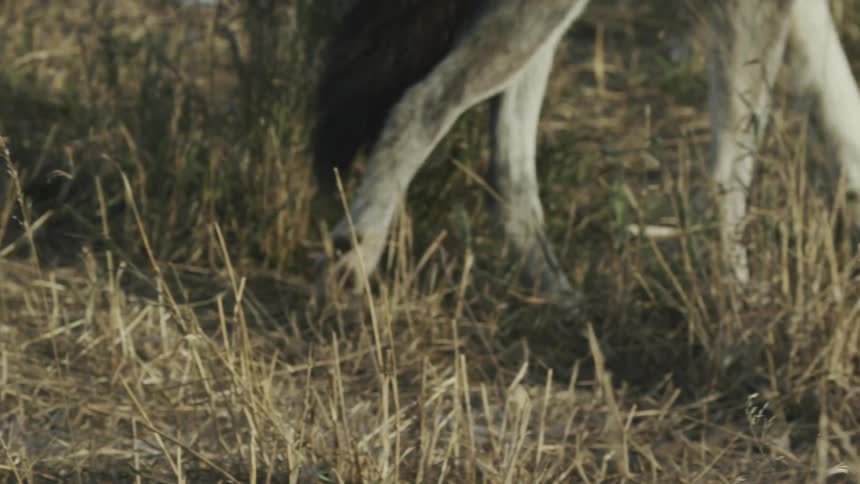 A wolf walking through the grass