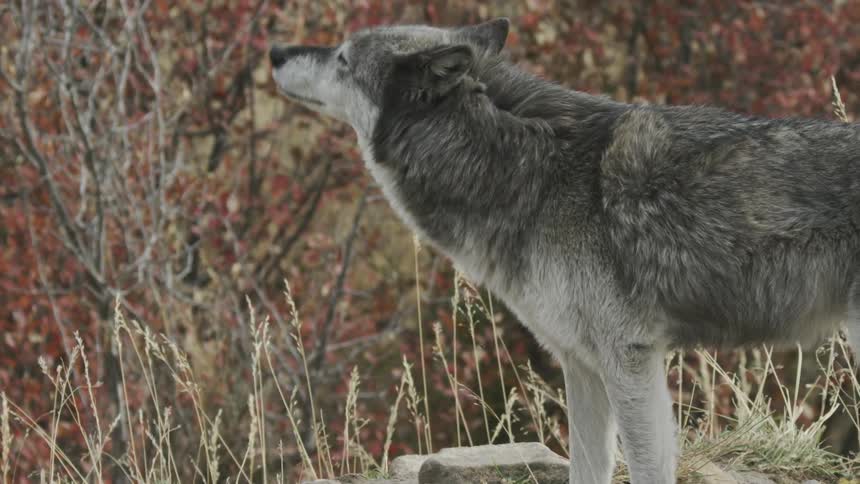 A lone gray wolf calmly looks around as feels the wind blowing upon its fur