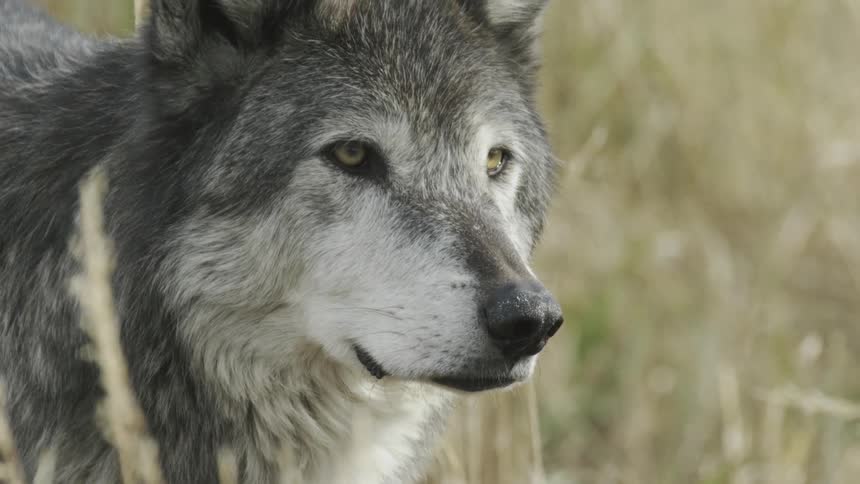 A large wolf walks through tall grass