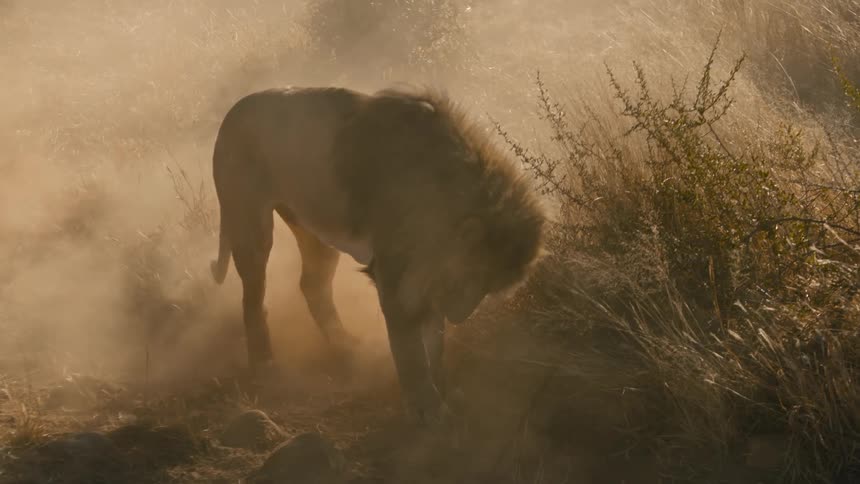 A lion digs into the soil