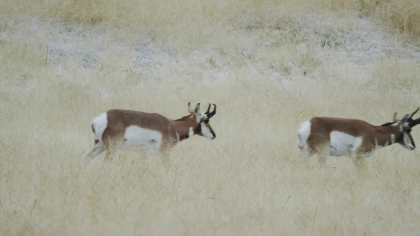 Pronghorn walking through a snow covered plain