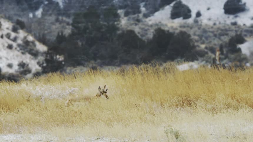 Pronghorn walking through a winter landscape