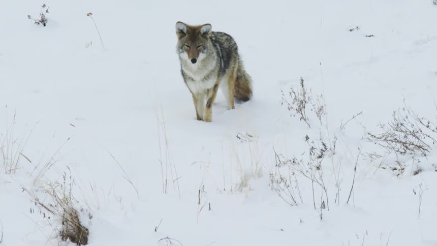 A coyote walking through the snowy landscape