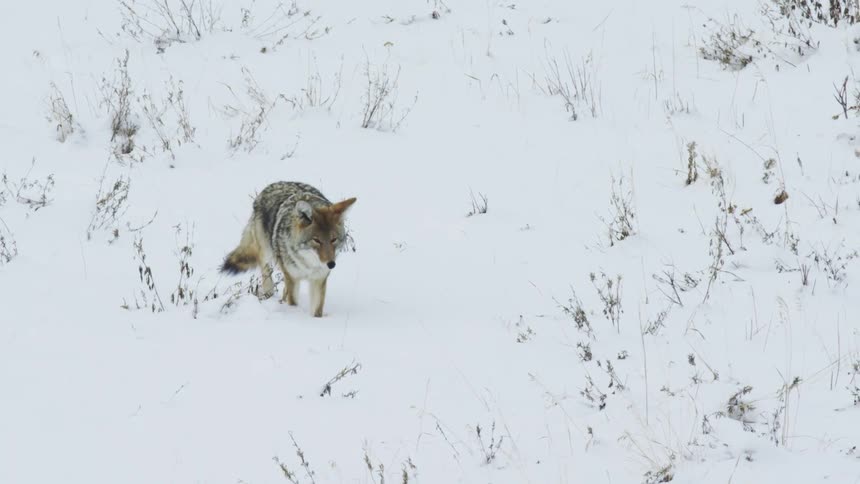 A coyote walking through the snow