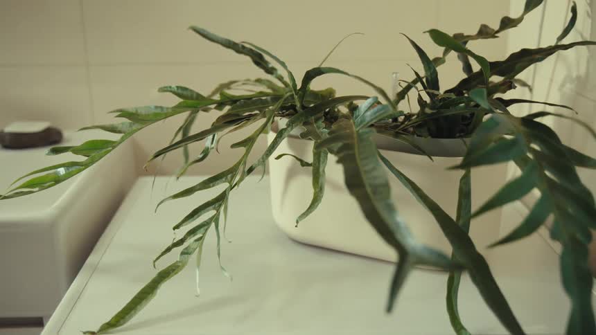 A potted plant sitting on a table