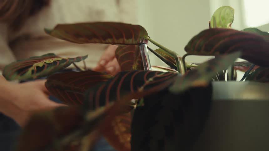 A woman wearing a white shirt and jeans tending to a houseplant