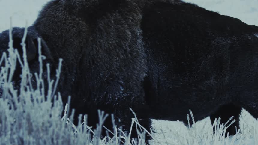 A buffalo walks through a snowy grassland on a winter day