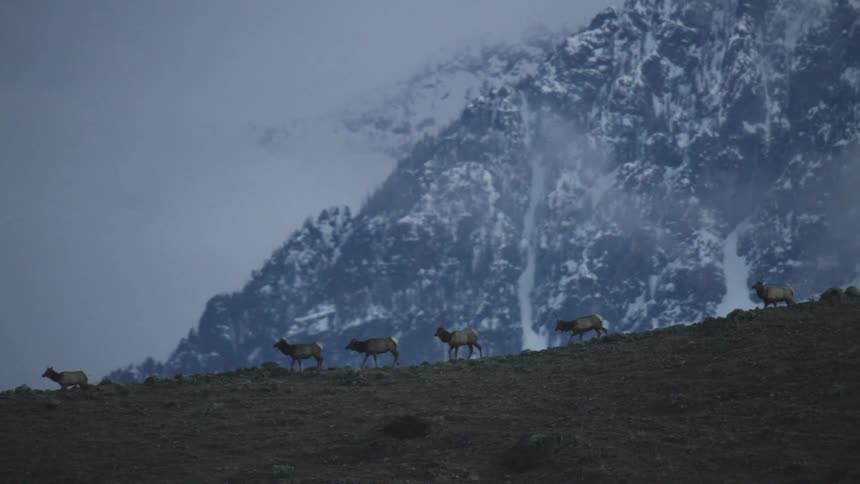 A group of elk descend a mountain