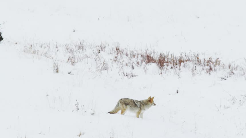Coyote hunting on snow covered ground
