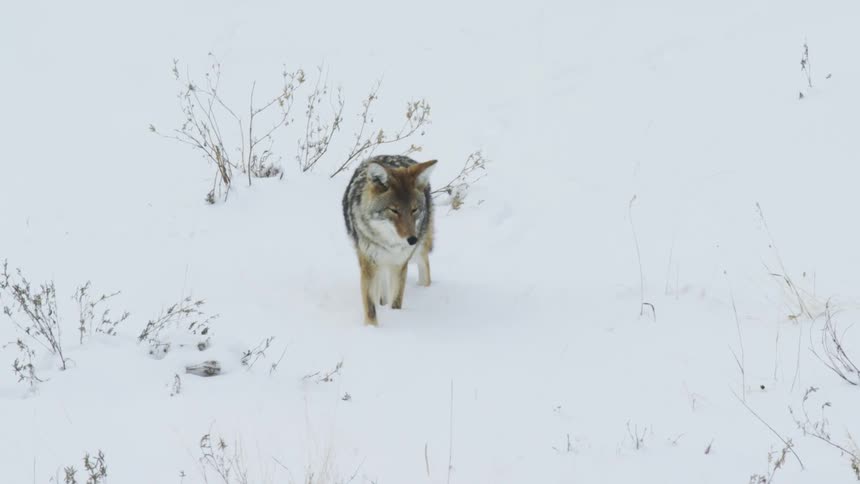 Coyote walking through a snowy field
