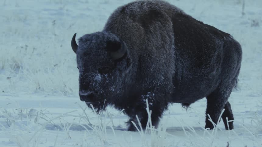 A buffalo walking through the snow