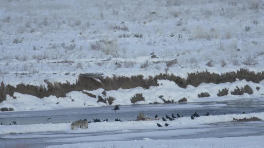 Birds and grey wolves near a river on a frozen snowy landscape