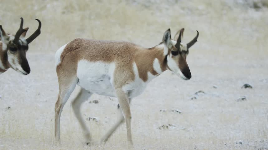 Pronghorn walk on a snowy prairie