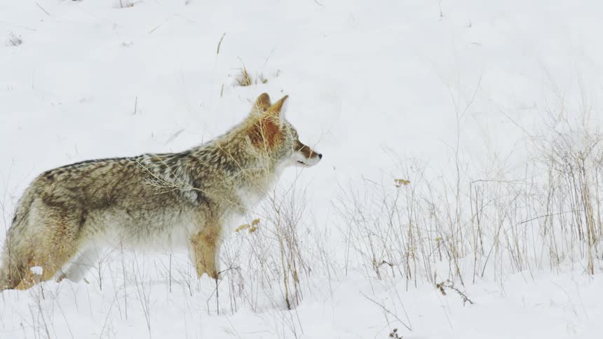 Coyote walking through the snowy mountains