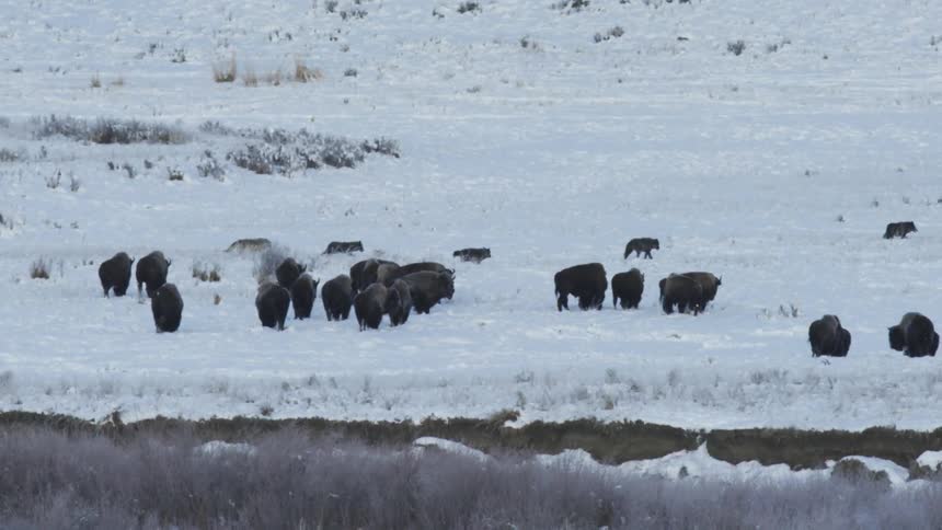 A pack of wolves walking past a herd of bison