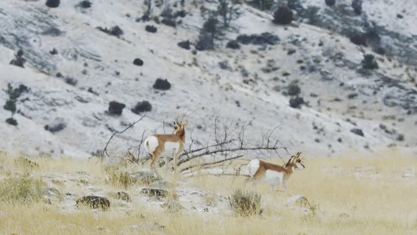 Pronghorn walking in a snowy landscape