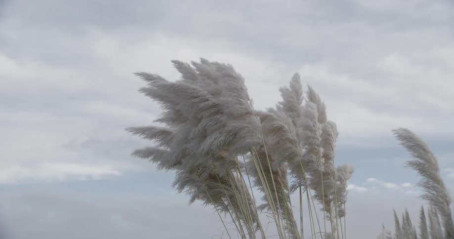 A grove of trees in the wind