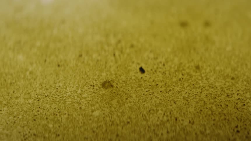 A yellow sandy soil with small black particles