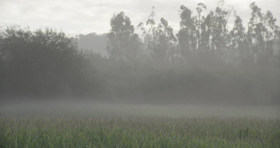 A grass field covered by fog