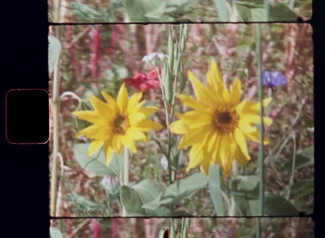 Handheld Super 8mm film shot with sideways camera movement of two small yellow sunflowers standing in a dry field of wildflowers with green leaves as the sun shines and the temperatures rise during a warm spring morning
