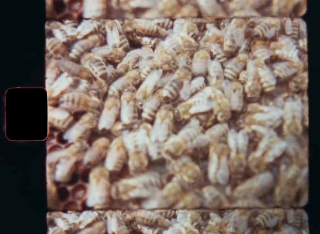 Handheld dynamic Super 8 close-up of a cluster of bees resting and running around on the surface of a honeycomb filled with sweet golden honey covered and sealed with wax as symbol for abundance diversity and a healthy ecosystem