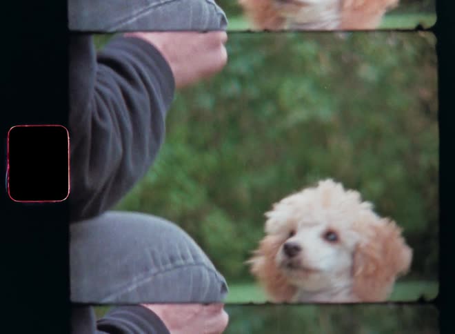 A woman wearing a black sweater gray jeans and white sneakers plays with a miniature poodle dog puppy on the green lawn in a park as the dog waits for the hand signal before the cute adorable puppy stands up on his back paws to eat the treat