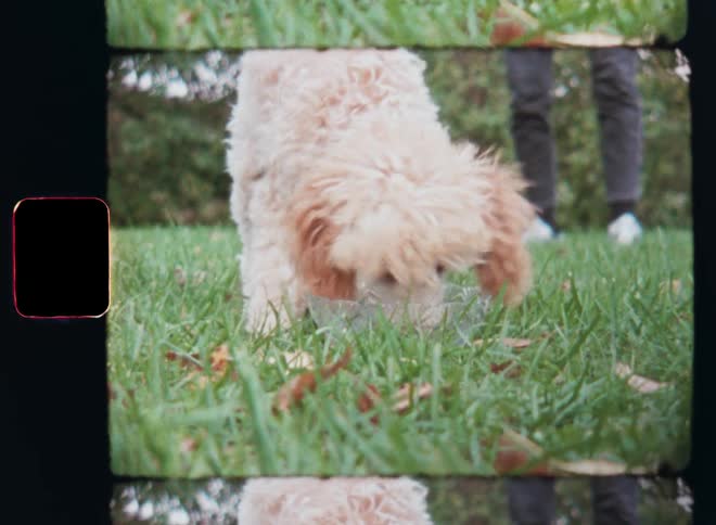 In front of a person wearing gray jeans a lightly colored poodle dog runs toward the Super 8mm camera and quickly eats his delicious pet food or dog candy treats from a plastic bowl standing on a field of green grass