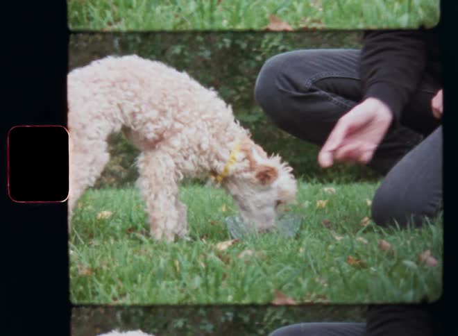 Unrecognisable female or male serving pet food to his or her dog in a glass bowl on the grass after the dog looks at his owner in a cute way and then it starts eating the delicious treats in the garden or a park